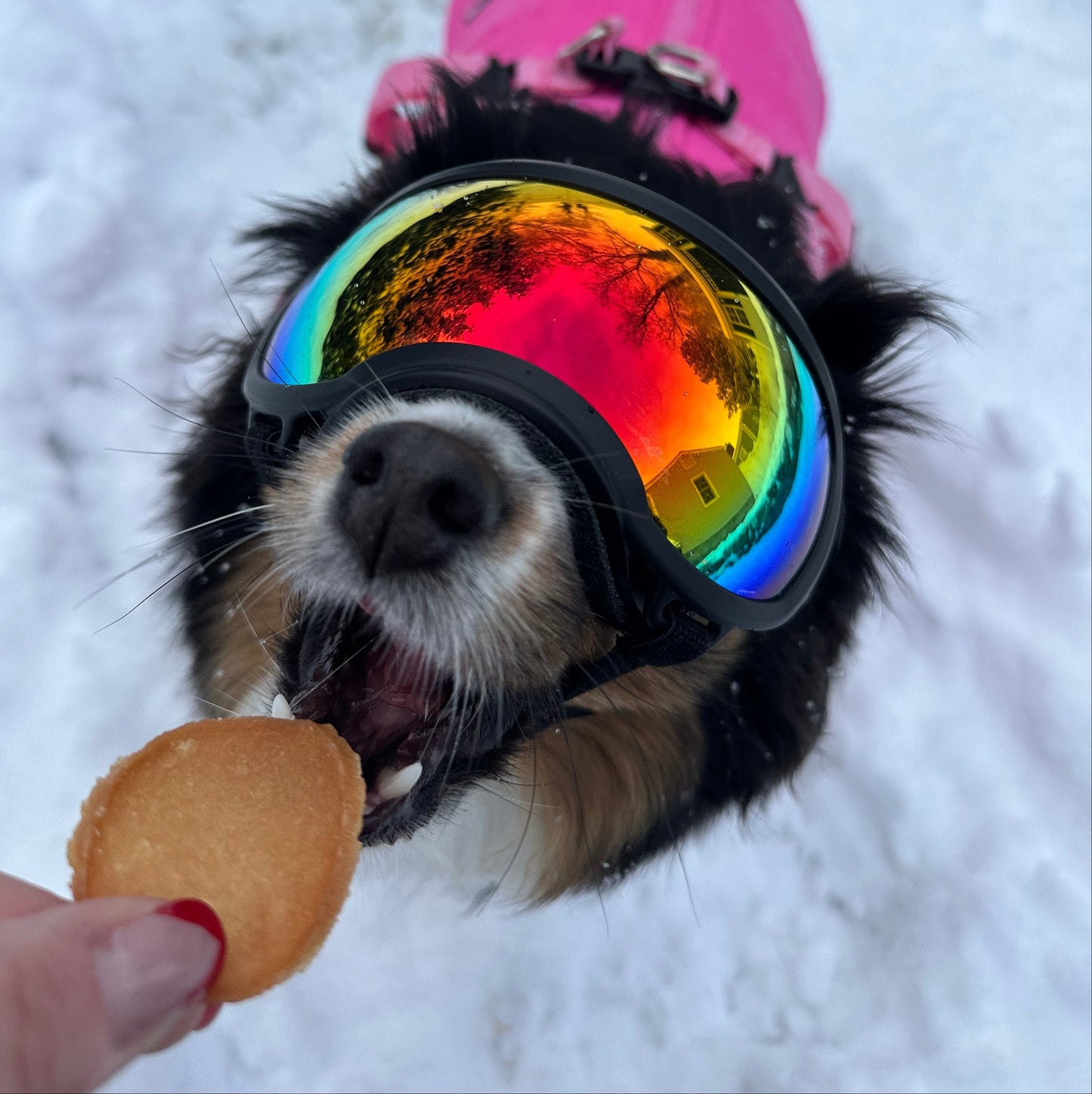 Farm to Pet E-Gift Card