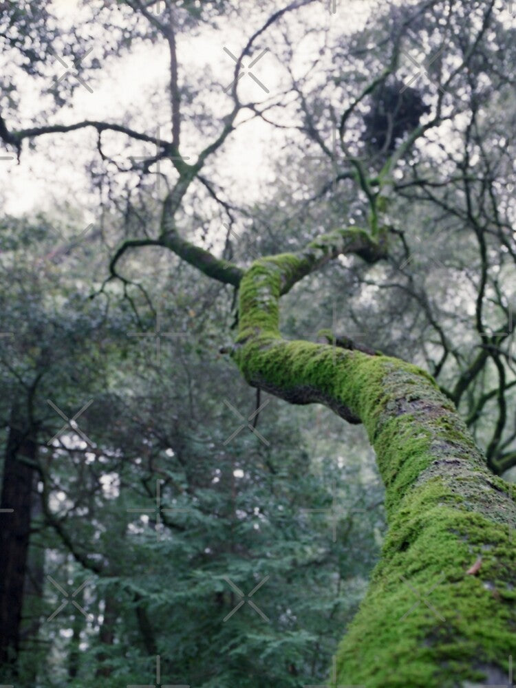 Mossy Branch by Louie Papio
