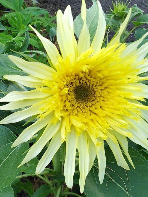 A simple yellow flower and I love it by Raigitam