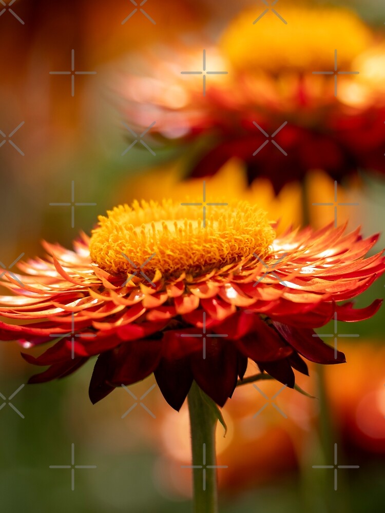Beautiful Paper Daisy (Xerochrysum Bracteatum) Flower Closeup by Harmony Of The Mind