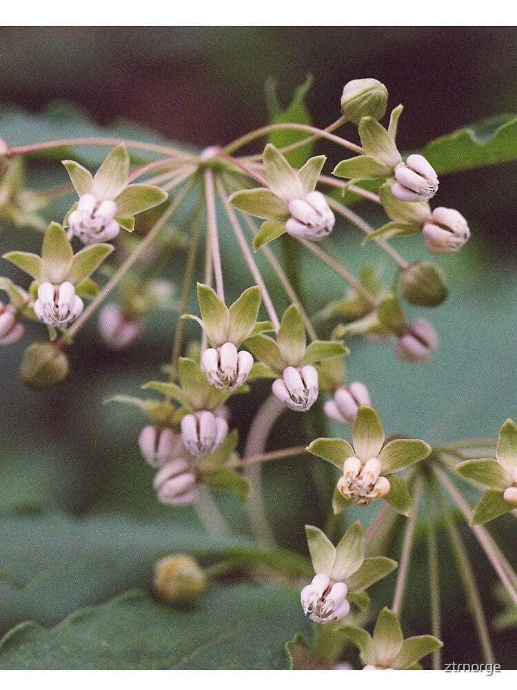 Milkweed by ztrnorge
