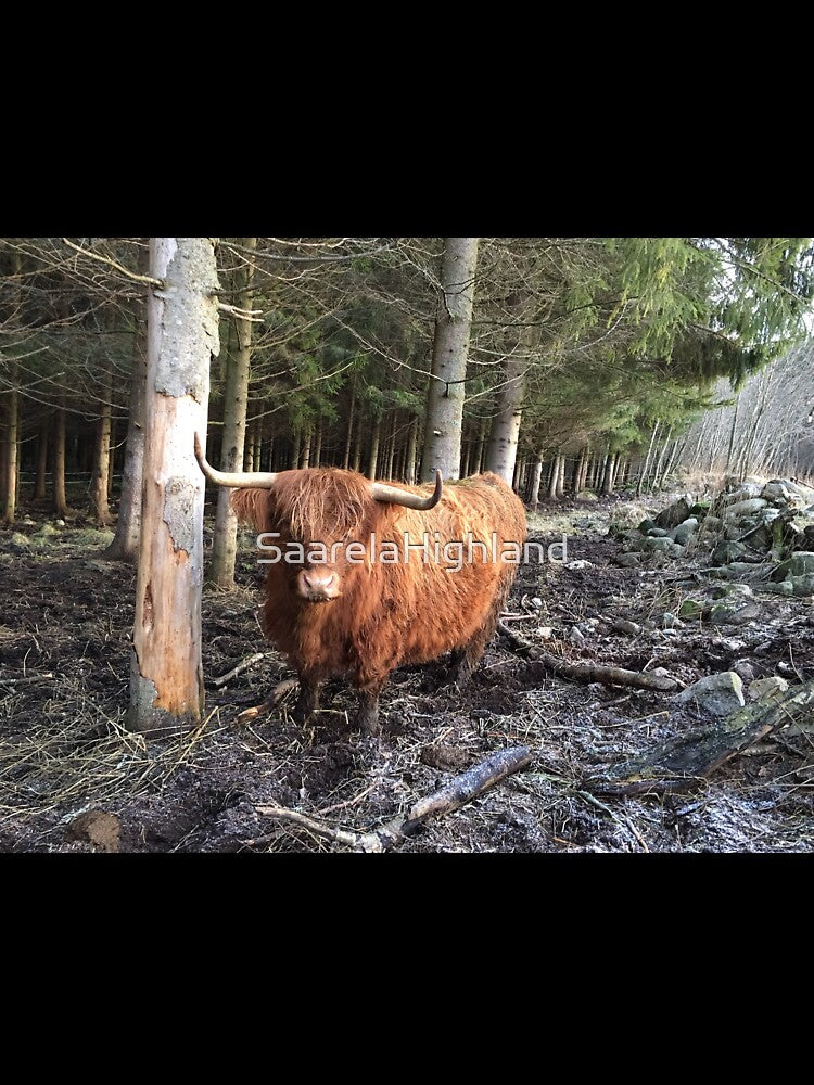 Scottish Highland Cattle Cow 1008 by SaarelaHighland