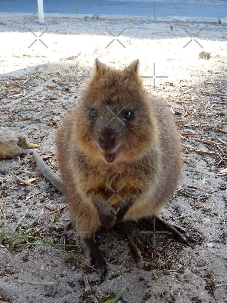 SMILE - Quokka Rottnest Island by Lunaqwa