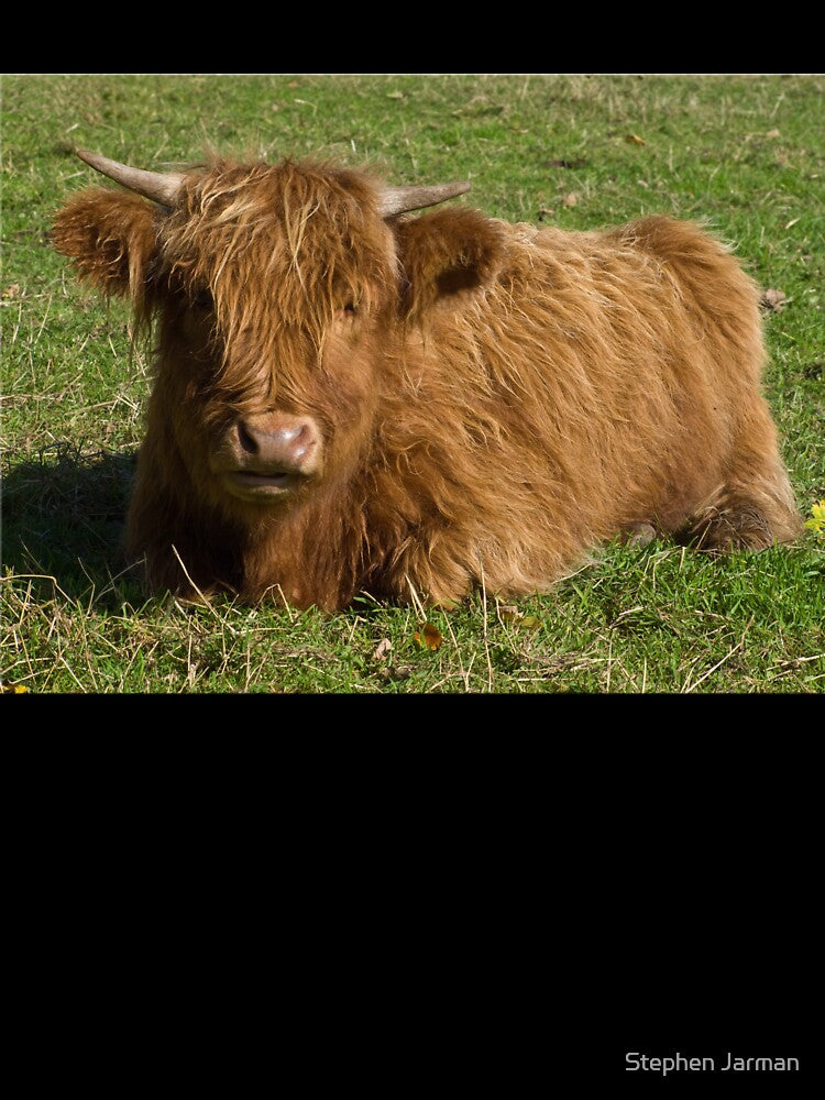 Highland cow by Stephen Jarman