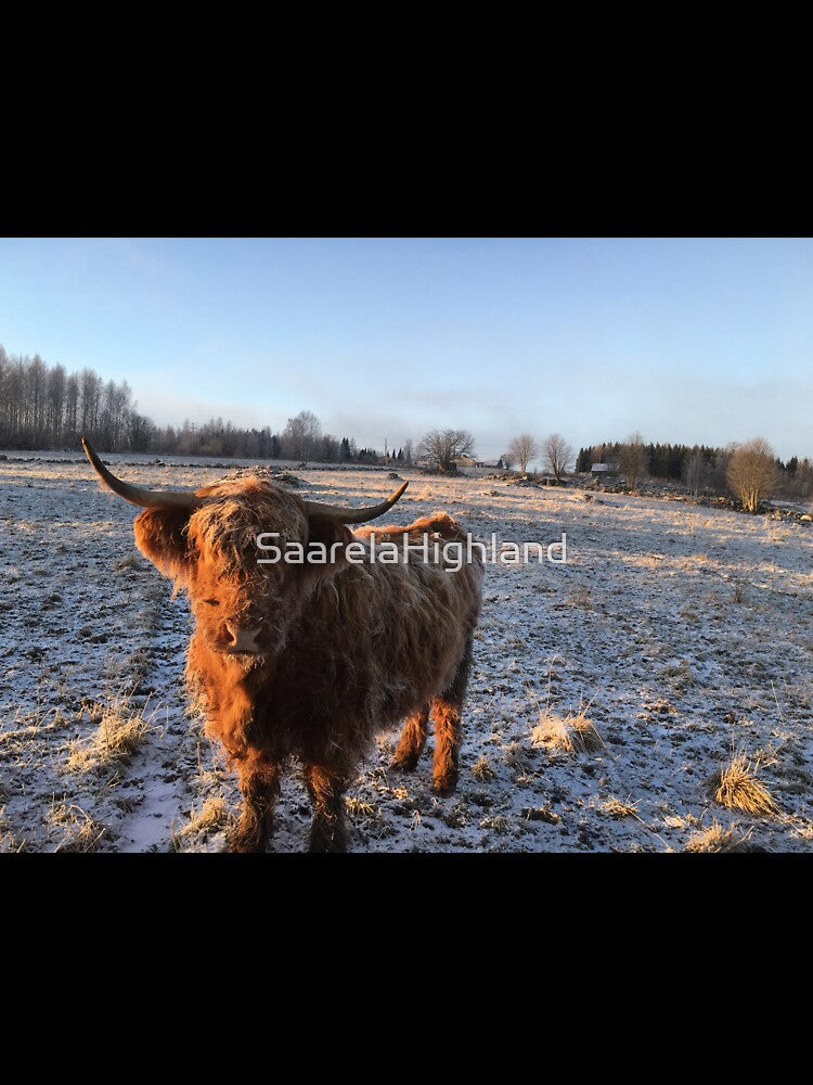 Scottish Highland Cattle Cow 1010 by SaarelaHighland