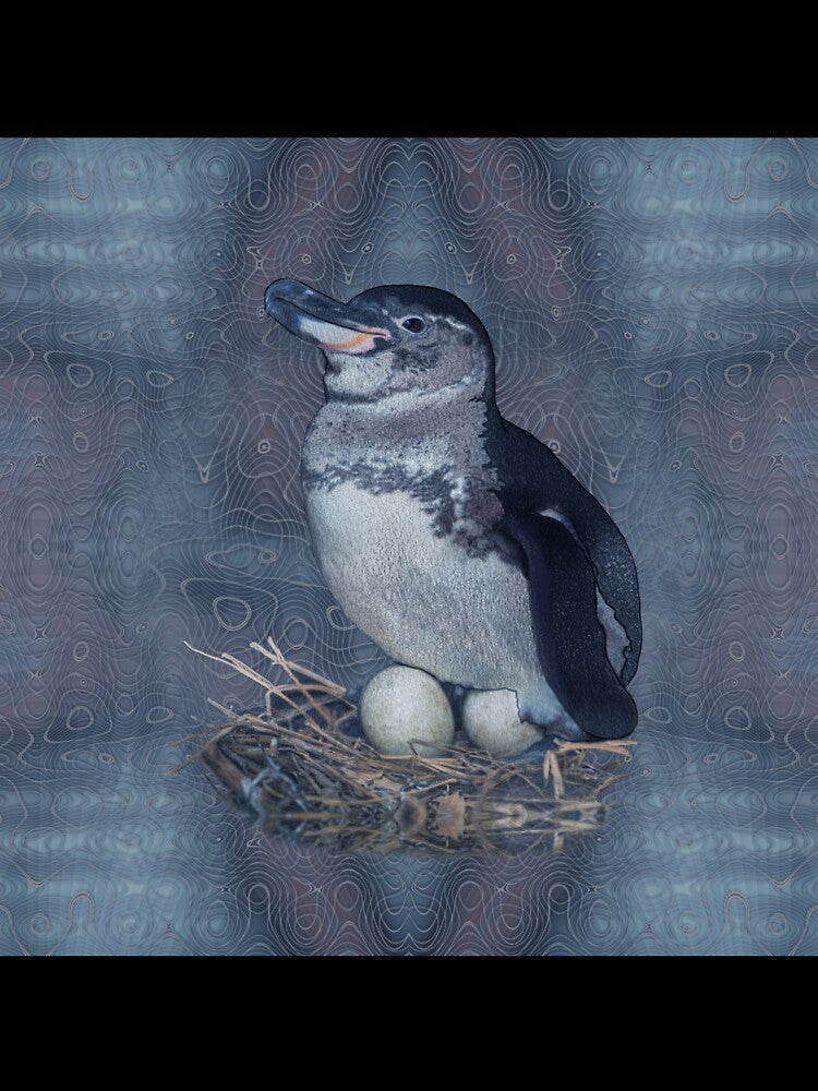 Galapagos penguin  with eggs by Snaret