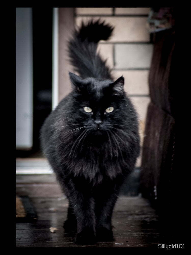 stylish black fluffy cat by Sillygirl101