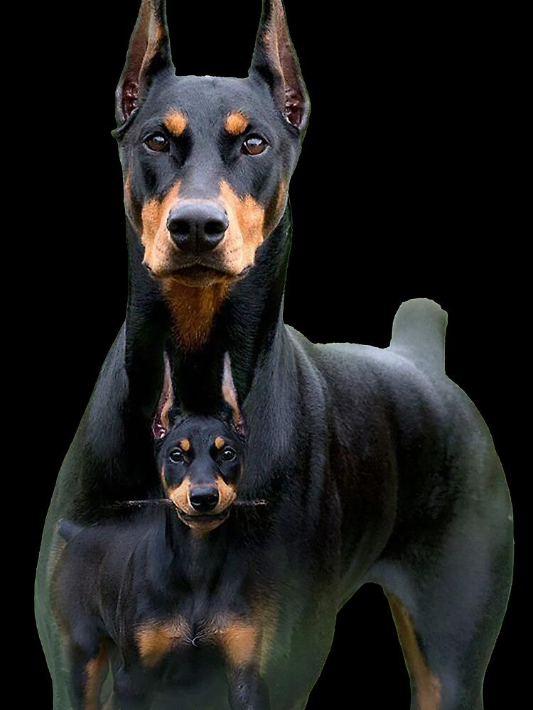 doberman and his son by The Enthousiaste