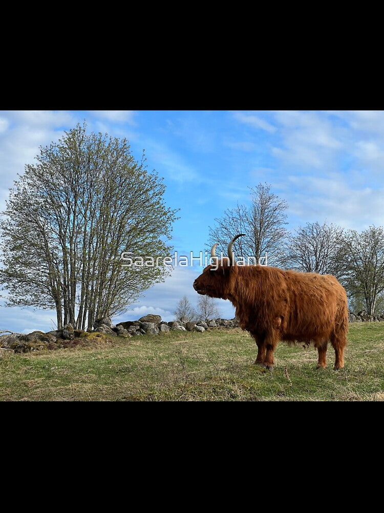 Scottish Highland Cattle Cow 3340 by SaarelaHighland