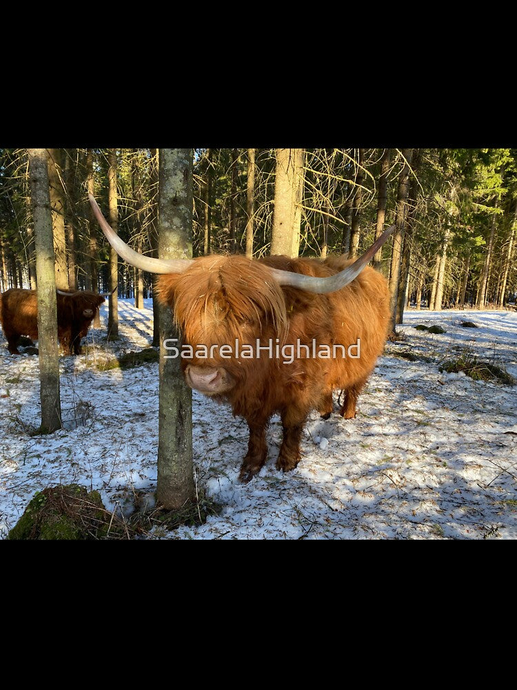 Scottish Highland Cattle Cow 3262 by SaarelaHighland