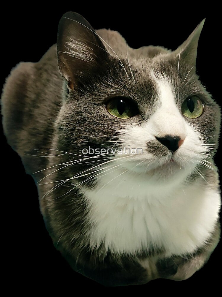 Gray and white cat loaf by observation