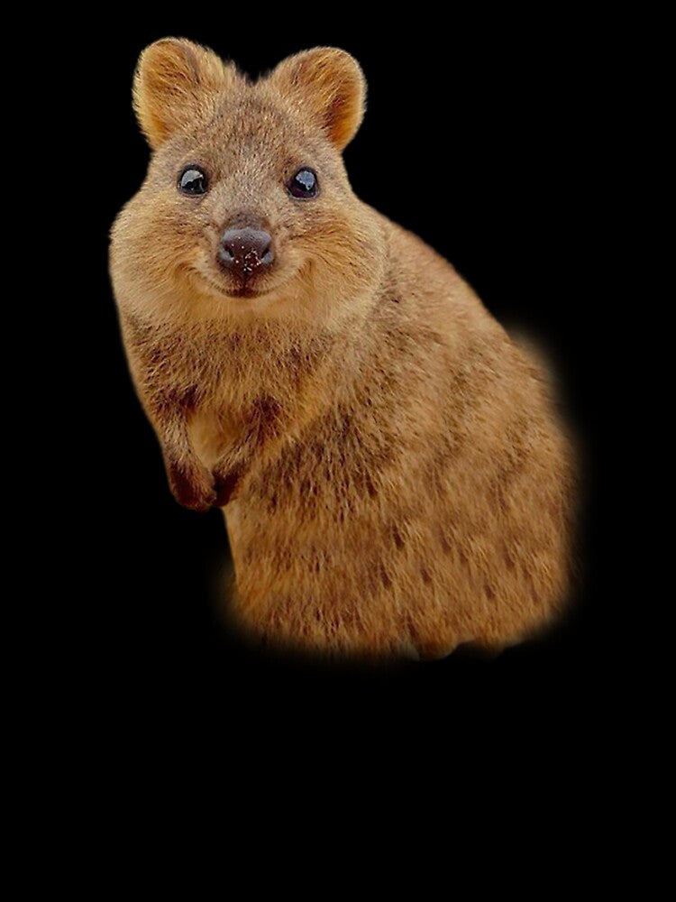 quokka by BENAZCOMPANY