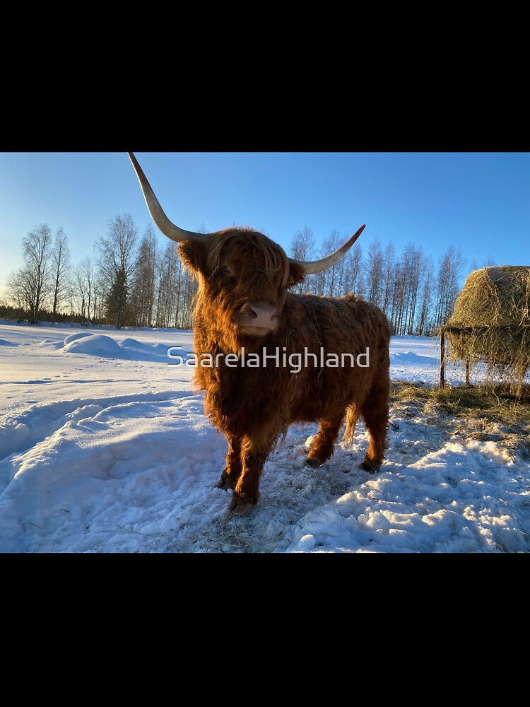 Scottish Highland Cattle Cow 3191 by SaarelaHighland