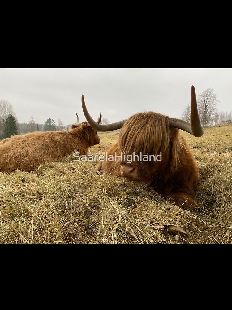 Scottish Highland Cattle Cow 3054 by SaarelaHighland
