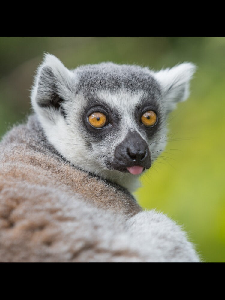Cheeky Lemur by Conservation Art Emporium
