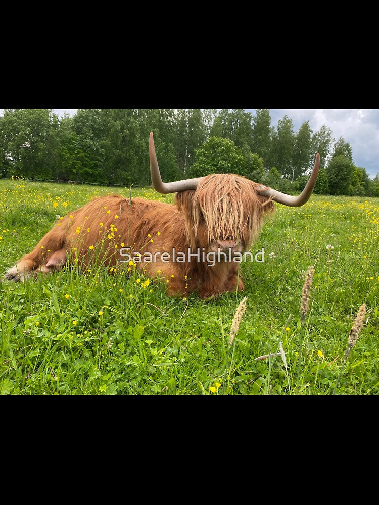 Scottish Highland Cattle Cow 3367 by SaarelaHighland