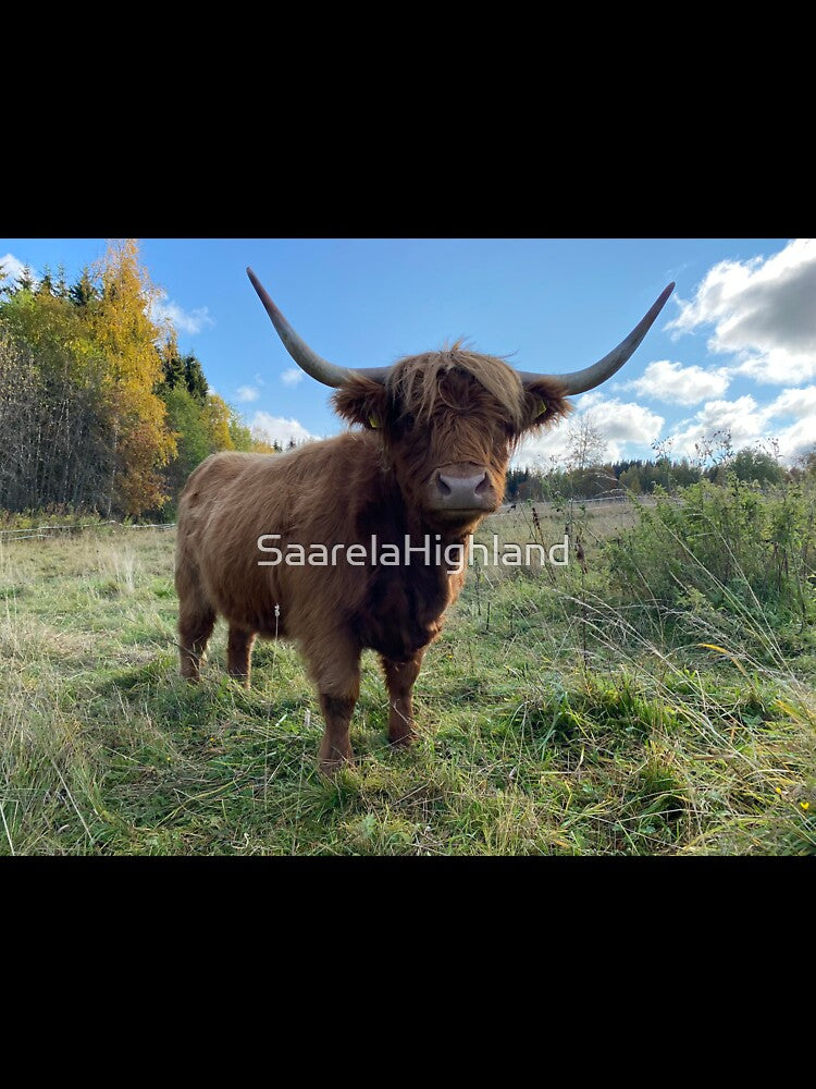 Scottish Highland Cattle Cow 2995 by SaarelaHighland