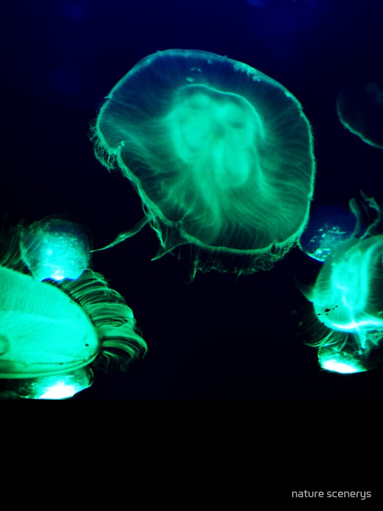 neon jellyfish by nature scenerys