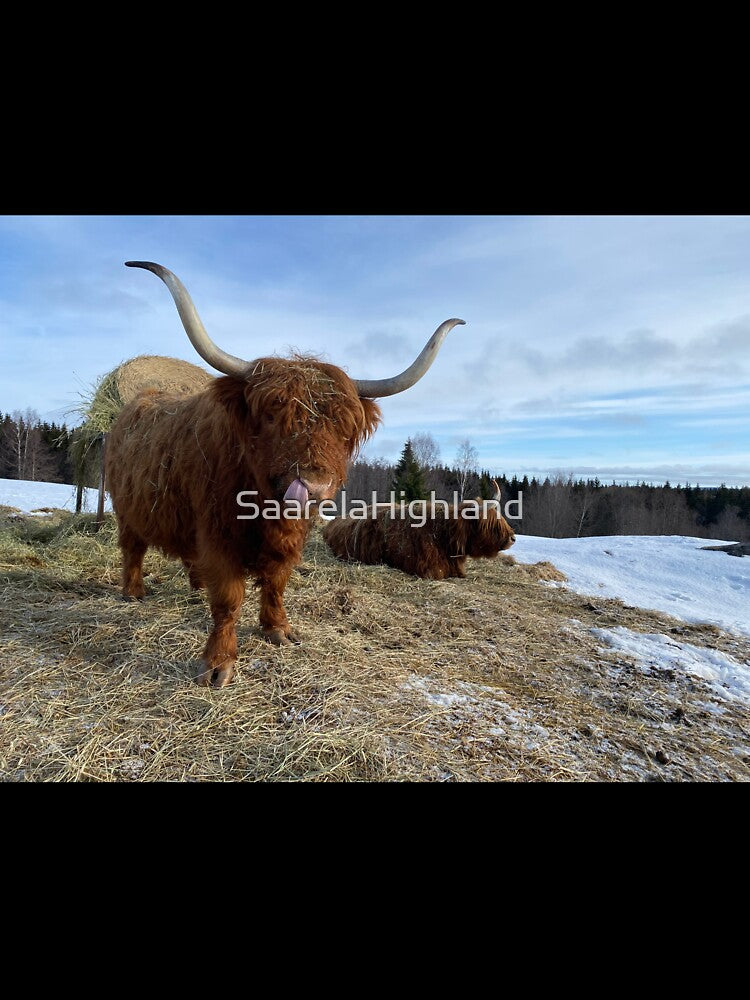 Scottish Highland Cattle Cow 3279 by SaarelaHighland