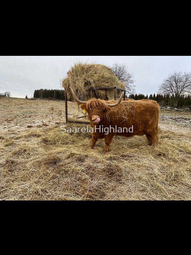 Scottish Highland Cattle Cow 3074 by SaarelaHighland