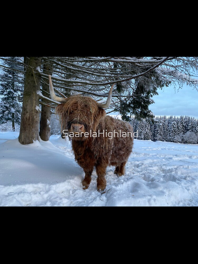 Scottish Highland Cattle Cow 3156 by SaarelaHighland