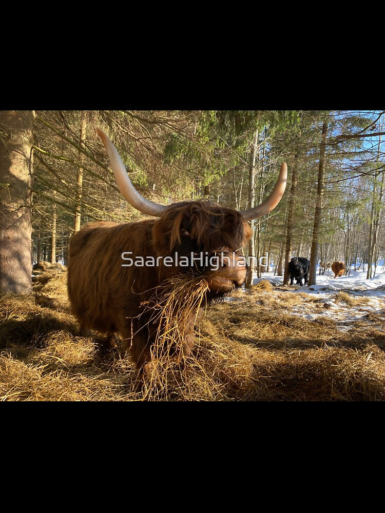 Scottish Highland Cattle Cow 3239 by SaarelaHighland