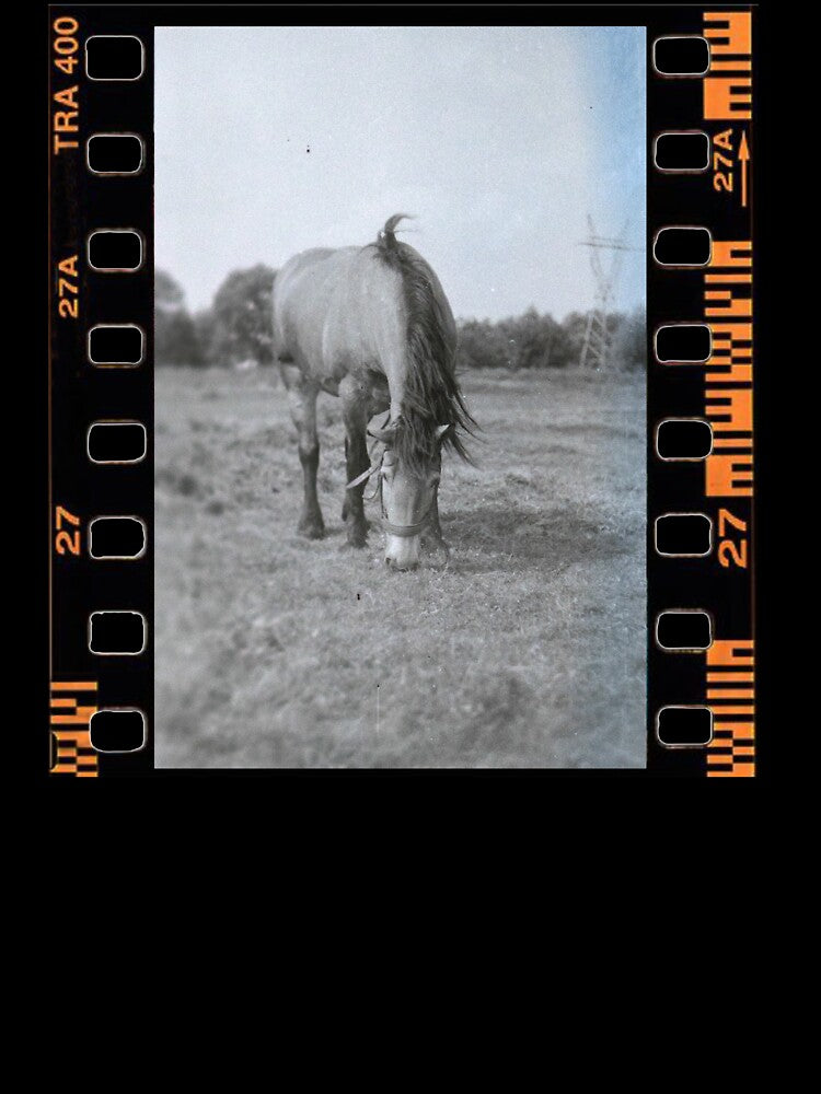 Pasture Calm 35mm Analog Memory by ArtFusionRalf