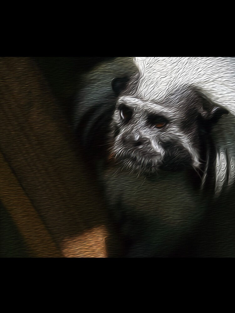 Cotton Top Tamarin by XCEEDTRANSITION