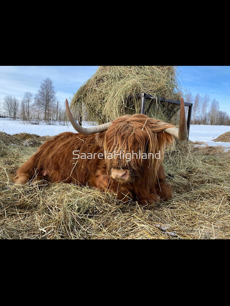 Scottish Highland Cattle Cow 3275 by SaarelaHighland