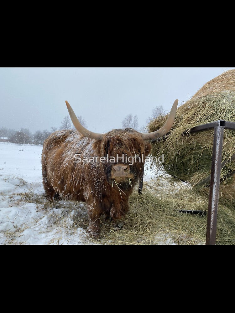 Scottish Highland Cattle Cow 3267 by SaarelaHighland
