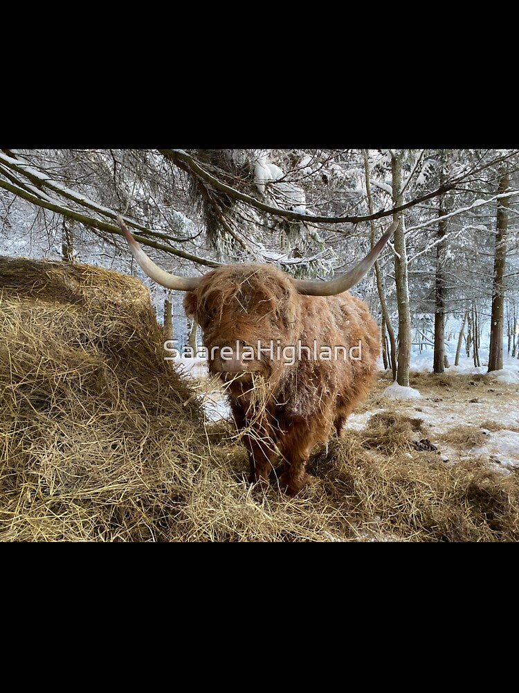 Scottish Highland Cattle Cow 3165 by SaarelaHighland
