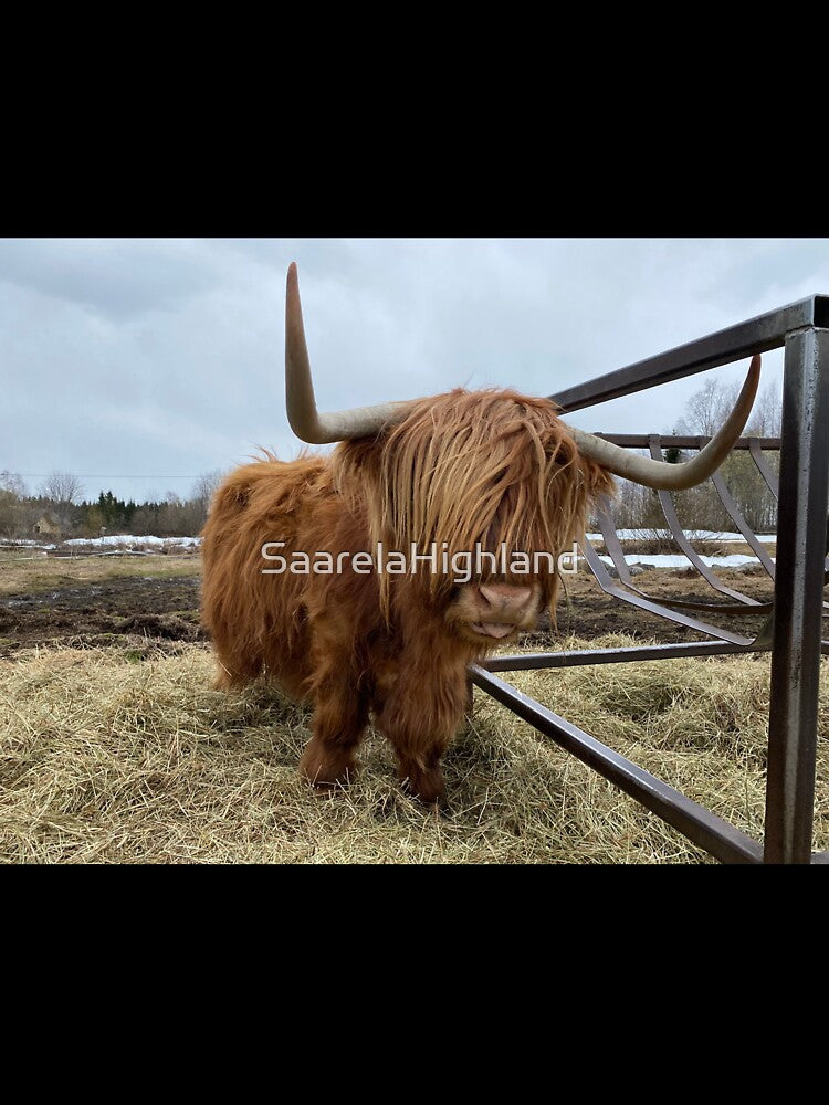 Scottish Highland Cattle Cow 3321 by SaarelaHighland