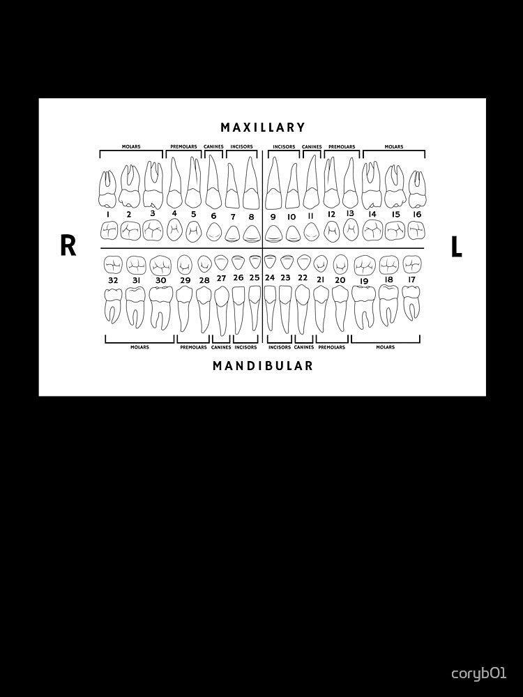 Dental Chart - Universal Numbering System by coryb01
