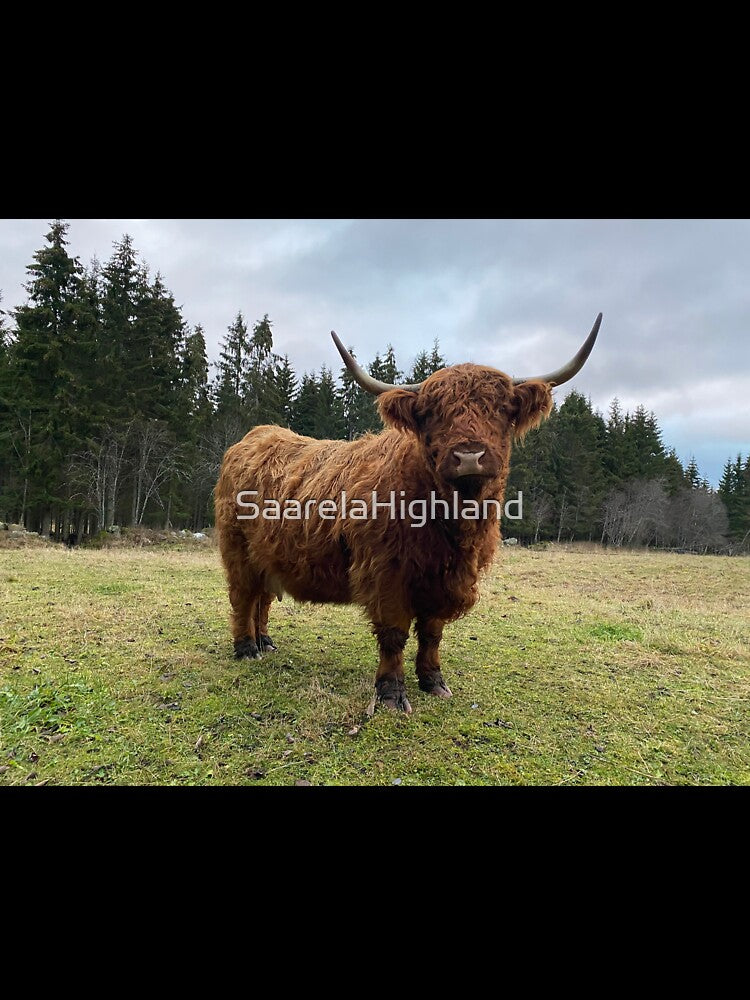 Scottish Highland Cattle Cow 3080 by SaarelaHighland