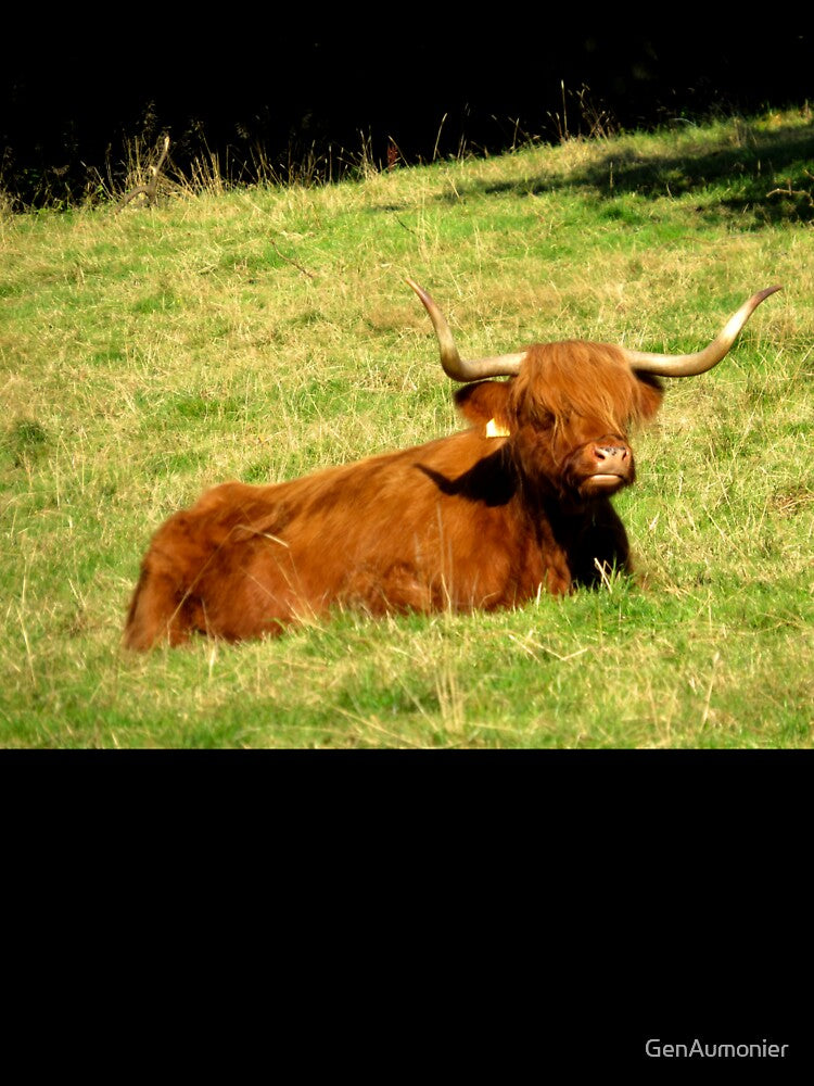 Resting Highland Coo - Photograph by GenAumonier