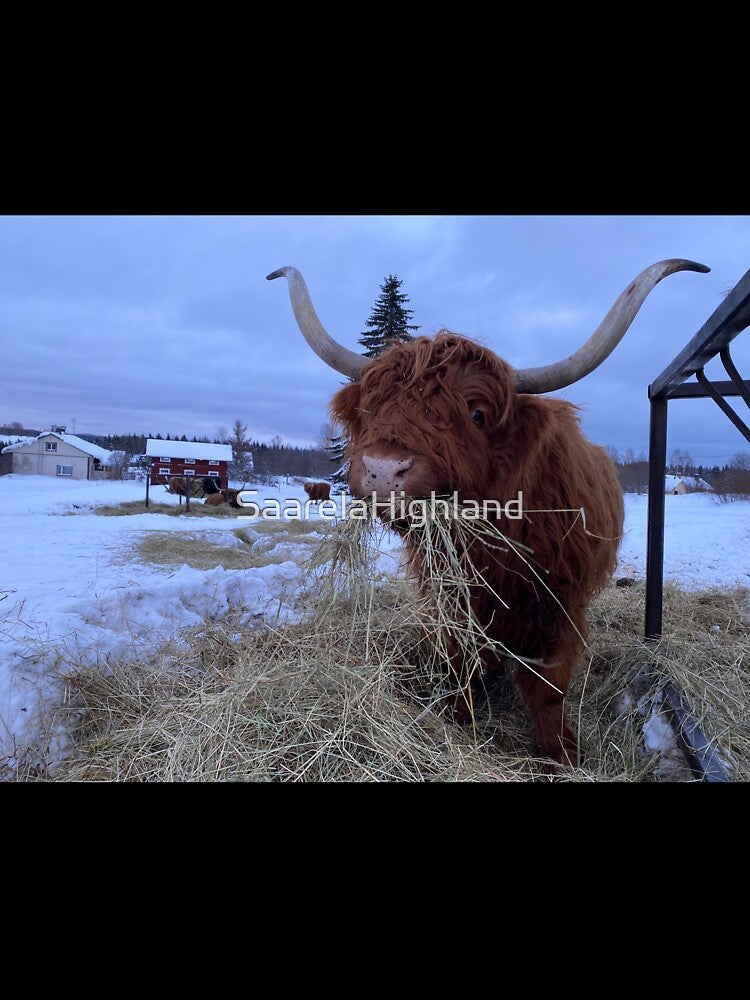 Scottish Highland Cattle Cow 3210 by SaarelaHighland