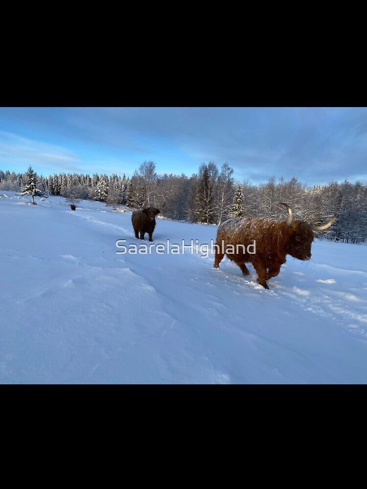 Scottish Highland Cattle Cow 3152 by SaarelaHighland