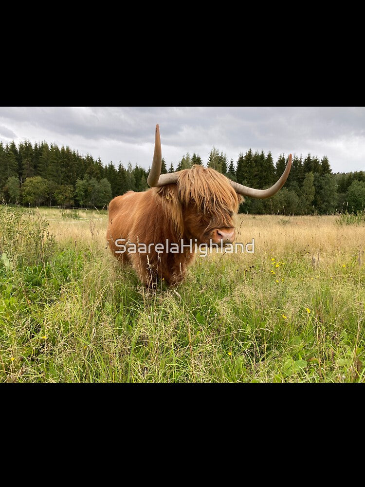 Scottish Highland Cattle Cow 2956 by SaarelaHighland