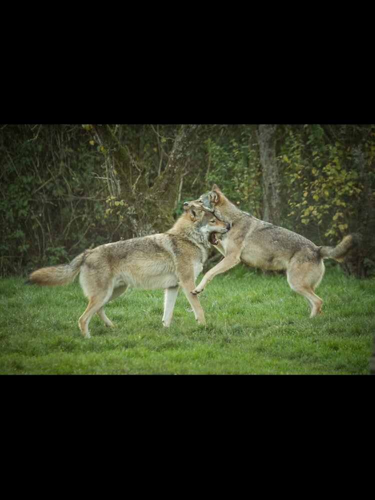 European Wolves by Conservation Art Emporium