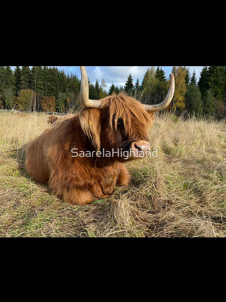 Scottish Highland Cattle Cow 3002 by SaarelaHighland