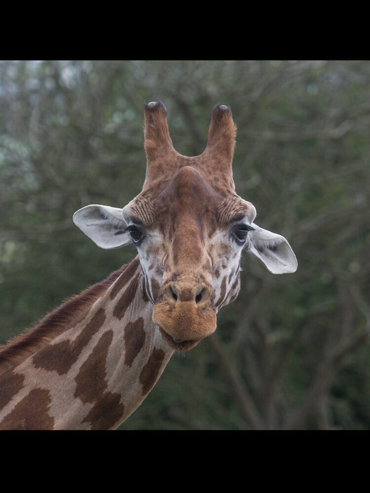 Giraffe by Conservation Art Emporium