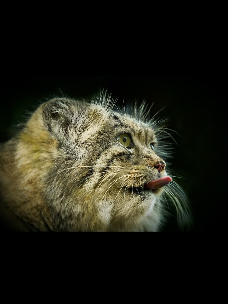 Pallas Cat by Conservation Art Emporium
