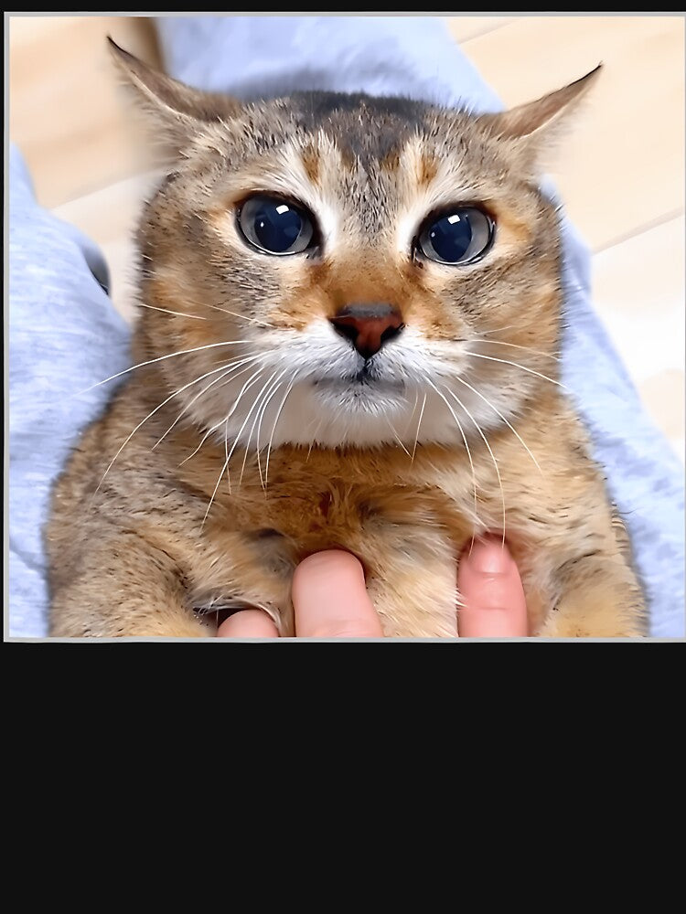Silly Vro Cat Meme Tole Tole by TyrelKoch