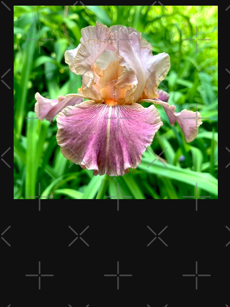 Mauve Iris by collageDP