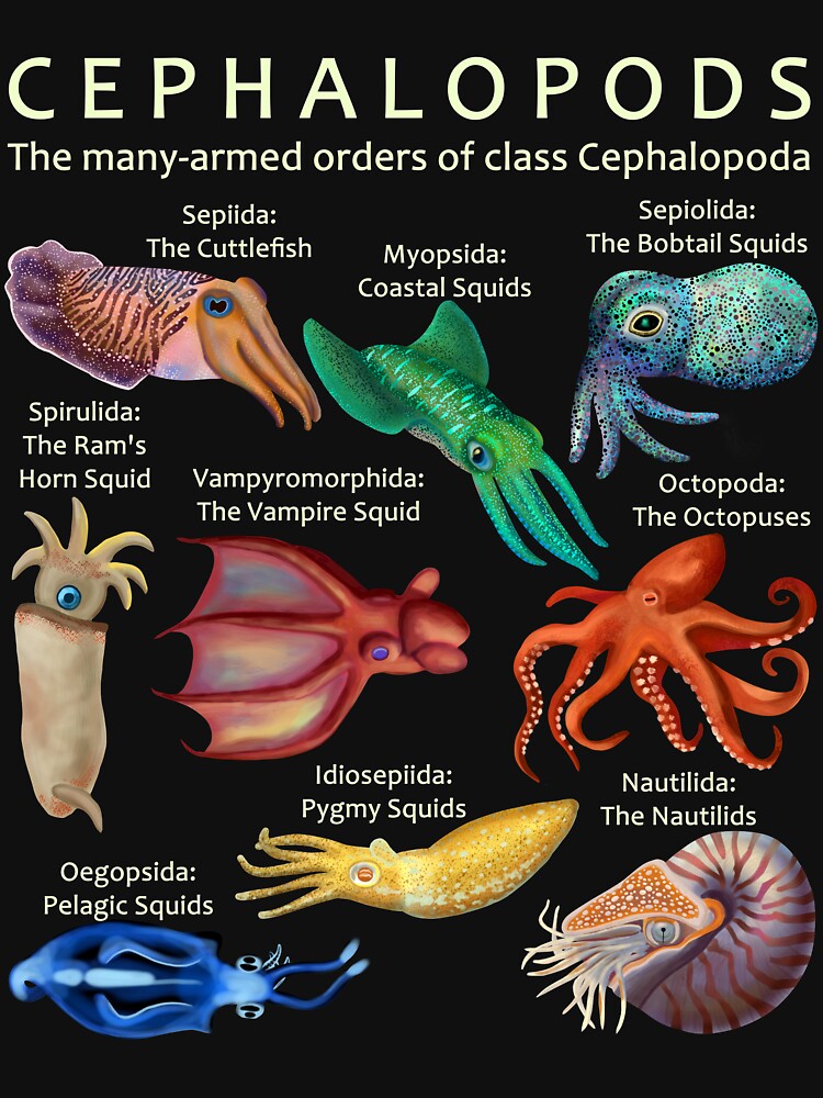 The Cephalopod: Octopus, Squid, Nautilus, and Cuttlefish by ELMayer