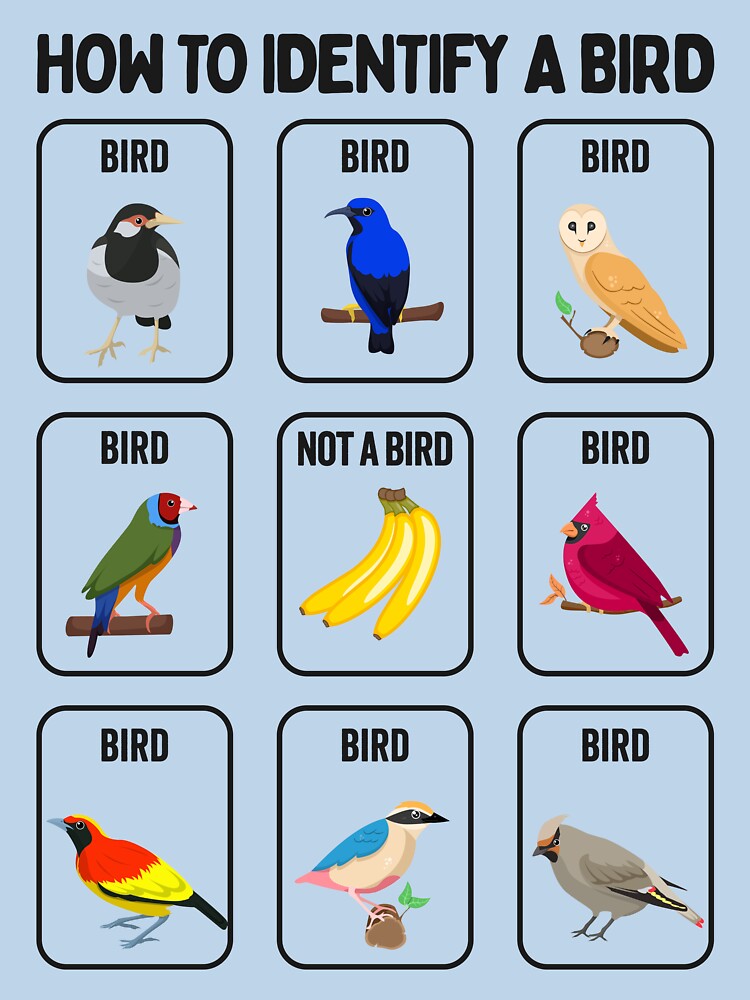 How To Identify a Bird - Funny Bird Watchers by hadleyfoo