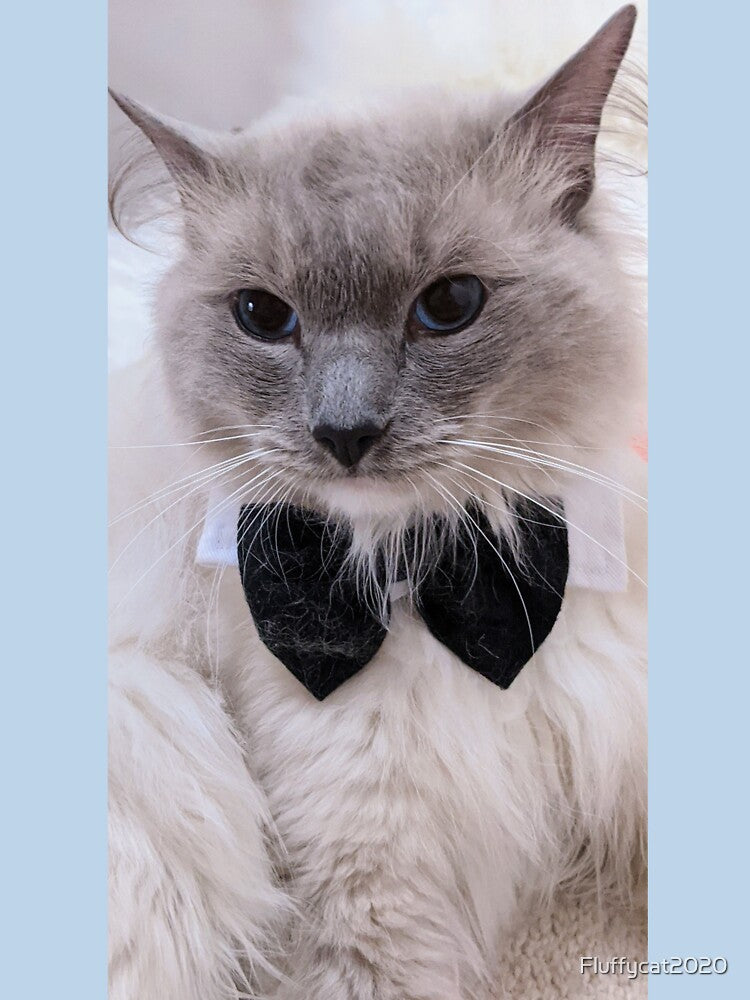 Ragdoll cat by Fluffycat2020