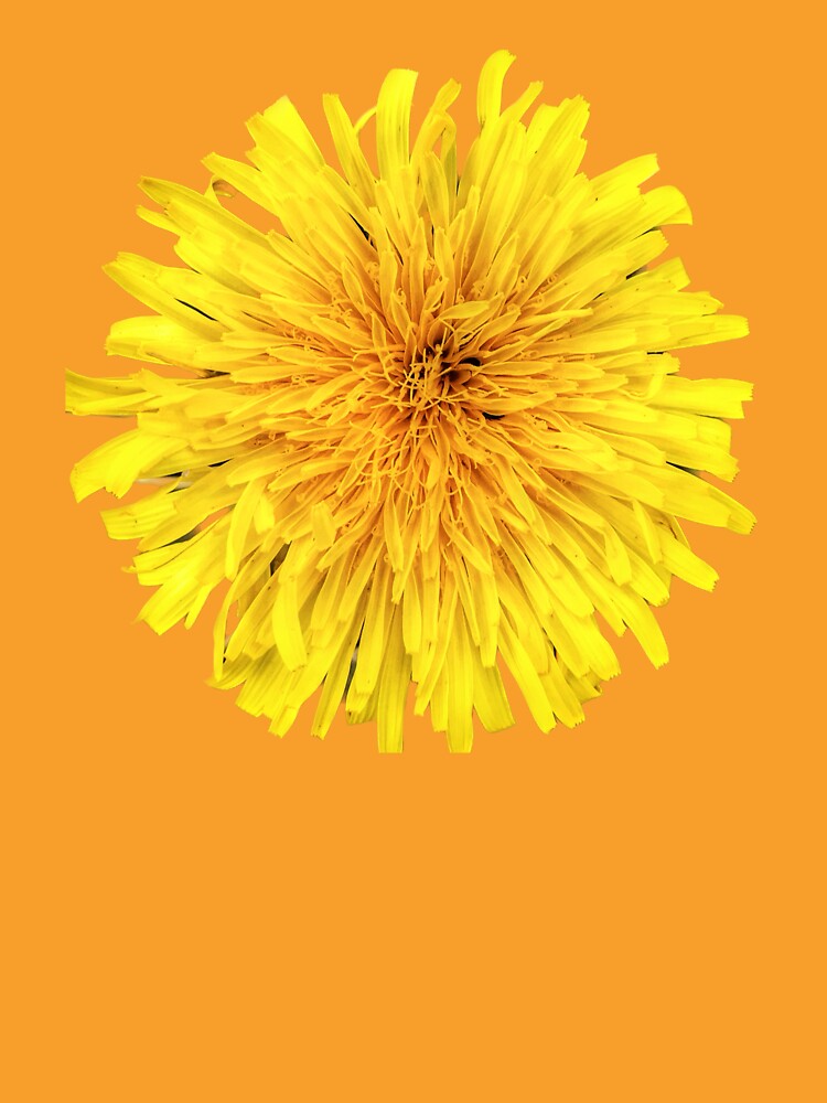 Big Sunny Yellow Dandelion by Beardsall-Art