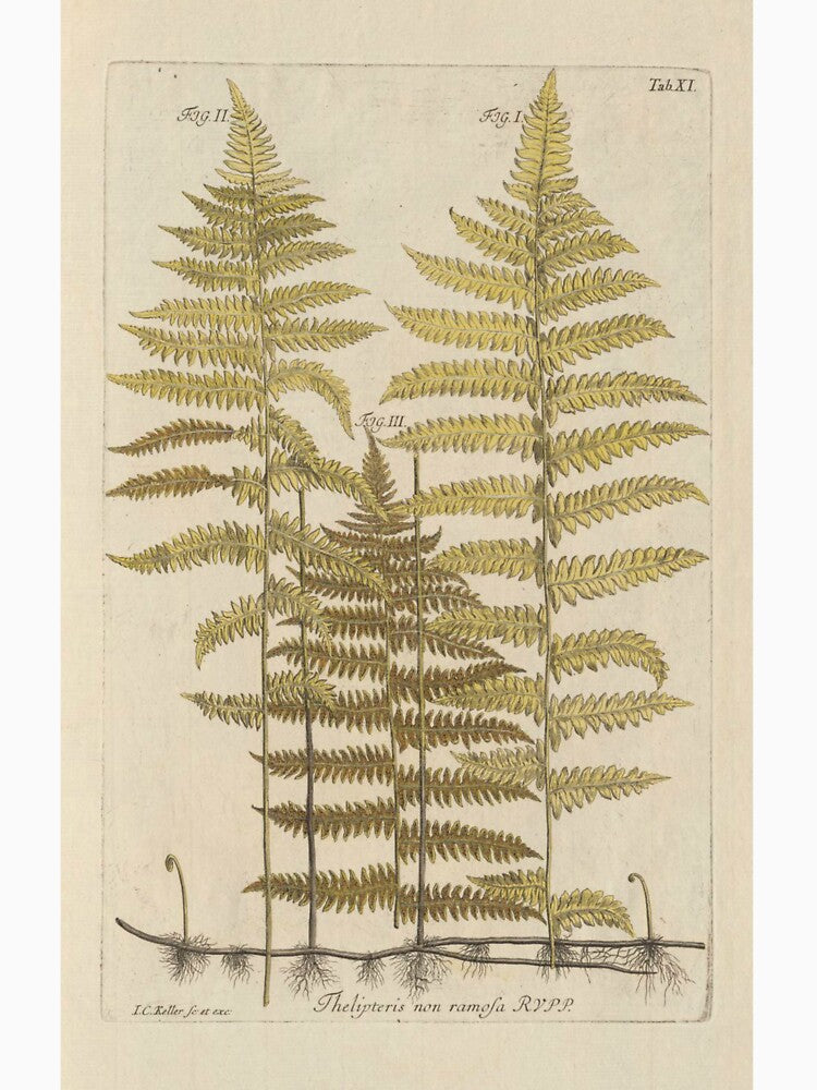 Vintage Fern Botanical by BlueSpecsStudio