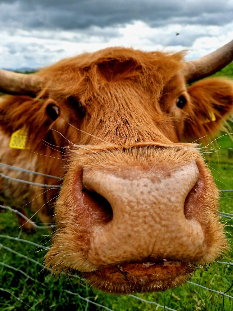 Highland Cow by Pix-Perfect Photographs